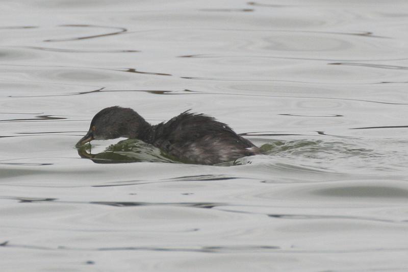 Least Grebe 011709 020.jpg